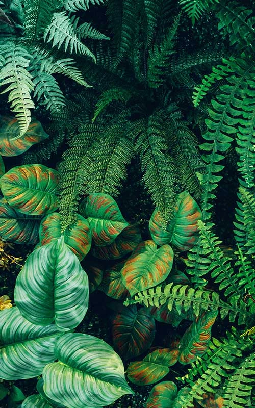 Jungle Trees